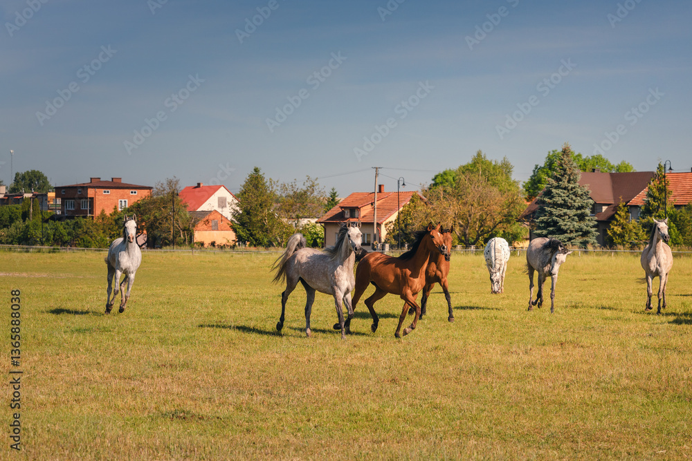 Horses standing peacefully in the paddock at Michałów stud. Majestic Arabian beauties graze on lush green grass, bathed in warm sunlight, creating a serene and picturesque rural scene of elegance and
