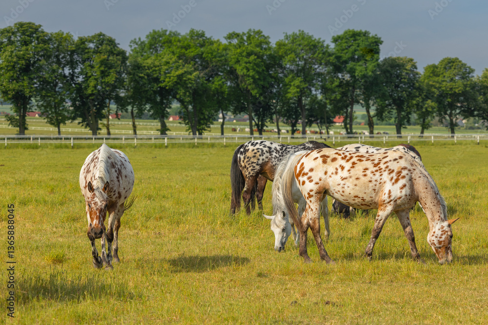 Horses standing peacefully in the paddock at Michałów stud. Majestic Arabian beauties graze on lush green grass, bathed in warm sunlight, creating a serene and picturesque rural scene of elegance and
