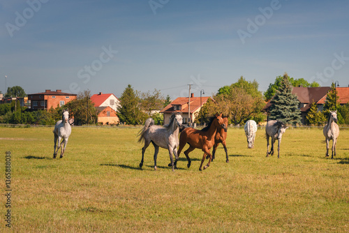 Obraz na płótnie Horses standing peacefully in the paddock at Michałów stud. Majestic Arabian beauties graze on lush green grass, bathed in warm sunlight, creating a serene and picturesque rural scene of elegance and w salonie