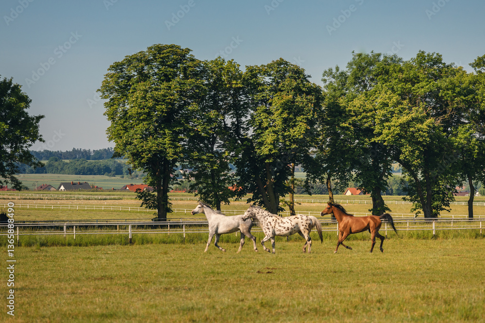 Horses standing peacefully in the paddock at Michałów stud. Majestic Arabian beauties graze on lush green grass, bathed in warm sunlight, creating a serene and picturesque rural scene of elegance and