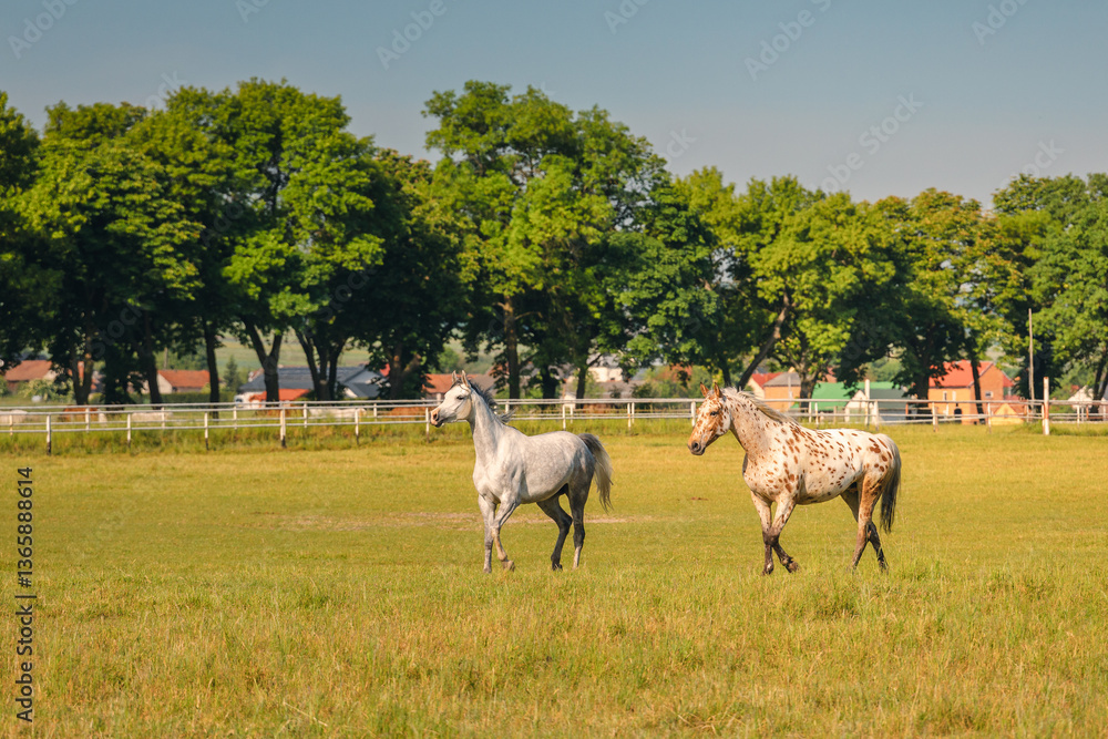 Horses standing peacefully in the paddock at Michałów stud. Majestic Arabian beauties graze on lush green grass, bathed in warm sunlight, creating a serene and picturesque rural scene of elegance and