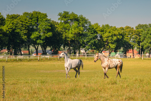 Obraz na płótnie Horses standing peacefully in the paddock at Michałów stud. Majestic Arabian beauties graze on lush green grass, bathed in warm sunlight, creating a serene and picturesque rural scene of elegance and w salonie