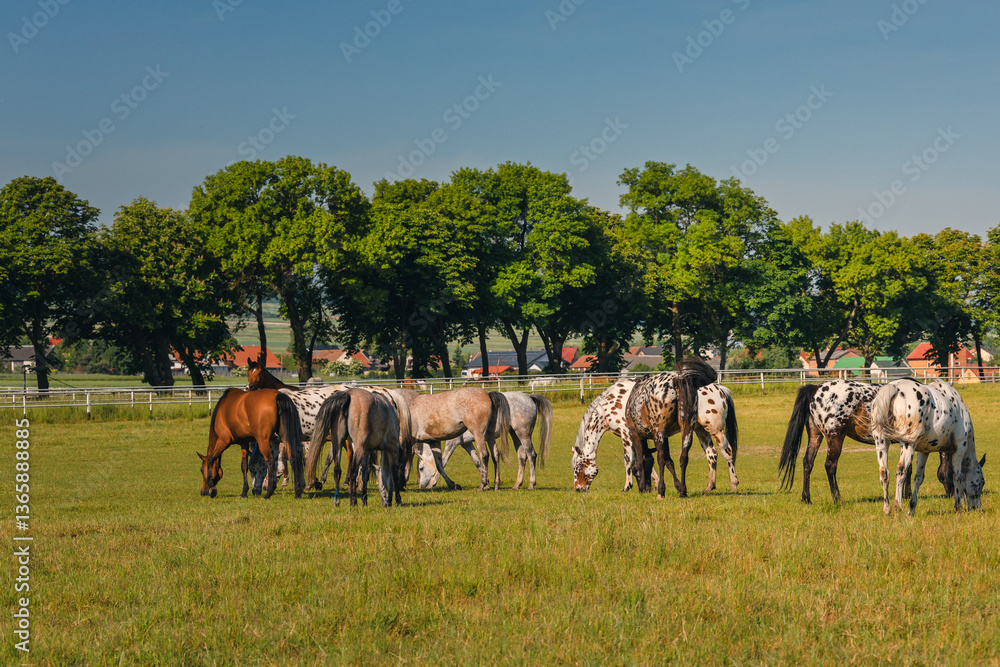 Horses standing peacefully in the paddock at Michałów stud. Majestic Arabian beauties graze on lush green grass, bathed in warm sunlight, creating a serene and picturesque rural scene of elegance and