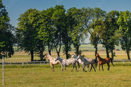 Horses standing peacefully in the paddock at Michałów stud. Majestic Arabian beauties graze on lush green grass, bathed in warm sunlight, creating a serene and picturesque rural scene of elegance and 
