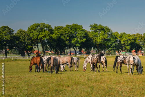 Obraz na płótnie Horses standing peacefully in the paddock at Michałów stud. Majestic Arabian beauties graze on lush green grass, bathed in warm sunlight, creating a serene and picturesque rural scene of elegance and w salonie
