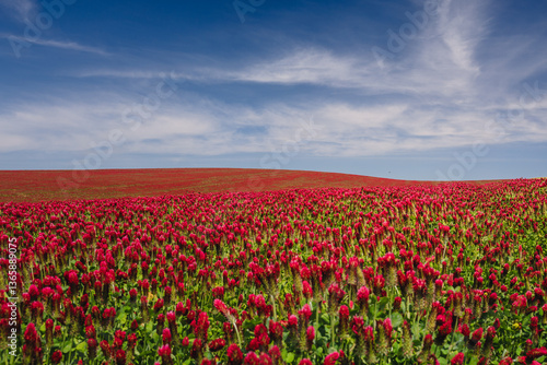 Obraz na płótnie Red clover blooming in a field, bathed in warm sunlight. Delicate purple-pink flowers contrast with lush green leaves, creating a picturesque rural scene full of summer charm and natural beauty. w salonie