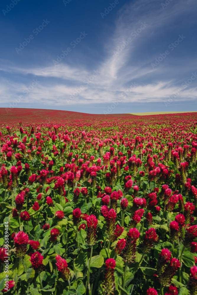 Red clover blooming in a field, bathed in warm sunlight. Delicate purple-pink flowers contrast with lush green leaves, creating a picturesque rural scene full of summer charm and natural beauty.