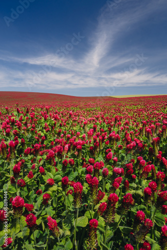 Obraz na płótnie Red clover blooming in a field, bathed in warm sunlight. Delicate purple-pink flowers contrast with lush green leaves, creating a picturesque rural scene full of summer charm and natural beauty. w salonie