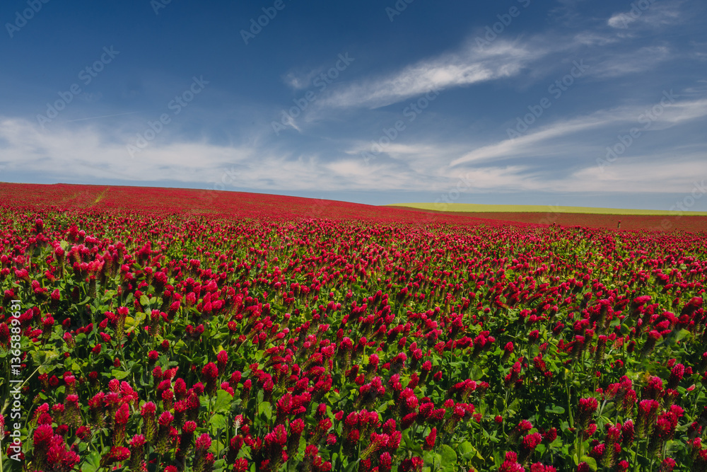 Red clover blooming in a field, bathed in warm sunlight. Delicate purple-pink flowers contrast with lush green leaves, creating a picturesque rural scene full of summer charm and natural beauty. Red clover blooming in a field, bathed in warm sunlight. Delicate purple-pink flowers contrast with lush green leaves, creating a picturesque rural scene full of summer charm and natural beauty.