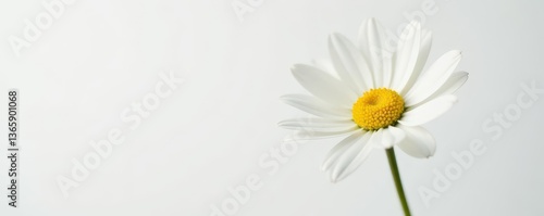 Single white daisy, delicate petals, pure white background, image, floral design, elegant
