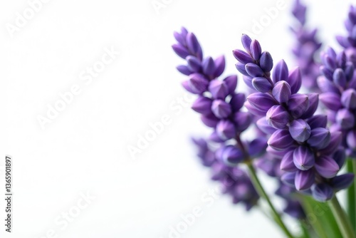 A cluster of fresh lavender flowers, cleanly isolated against a bright white , lavender, white