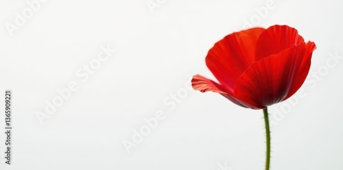 Close-up of a scarlet poppy against pure white, element, red poppy flower