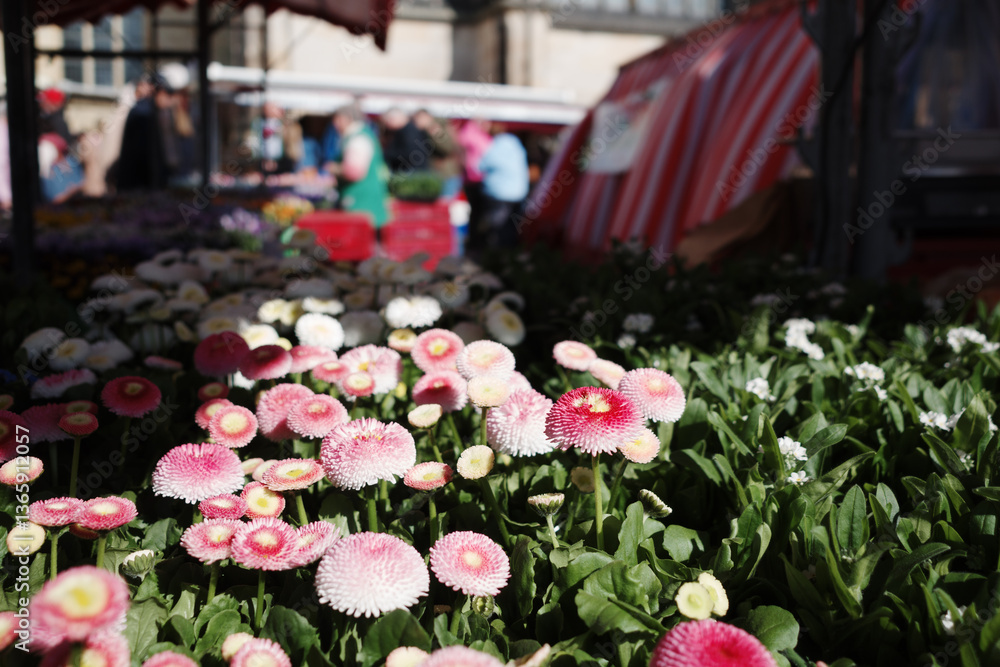 Obraz premium A lush display of pink and white flowers with round, delicate petals blooms at an outdoor flower market.
