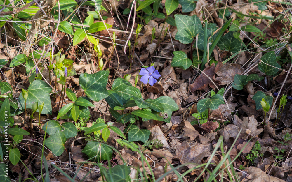 single periwinkle Vinca minor flower bloom ivy Hedera helix spring single periwinkle Vinca minor flower bloom ivy Hedera helix spring