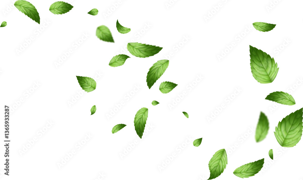 flying leaf and mint leaves isolated on white background vector realistic illustration. Leaves Green Falling flying leaf and mint leaves isolated on white background vector realistic illustration. Leaves Green Falling