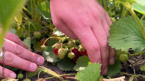 Farmer's hands picking organic strawberries. Harvesting fresh organic strawberries. Strawberry bushes close-up