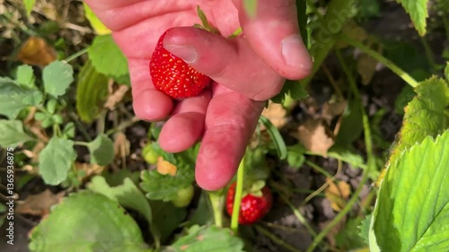 Farmer's hands picking organic strawberries. Harvesting fresh organic strawberries. Strawberry bushes close-up