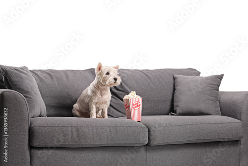 Wallpaper Mural Cute westie terrier dog on a sofa with a box of popcorn Torontodigital.ca