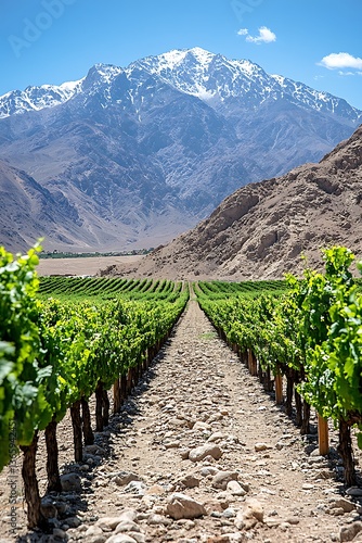 Andean Vineyard Landscape
