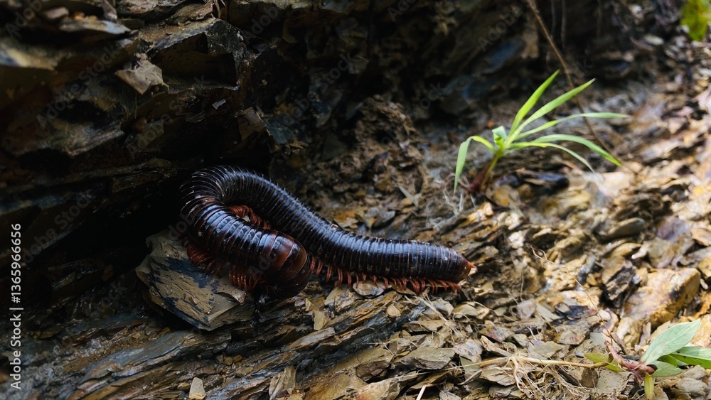 Fototapeta premium worm on the tree