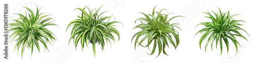Healthy spider plant isolated on transparent background. PNG ,Set of