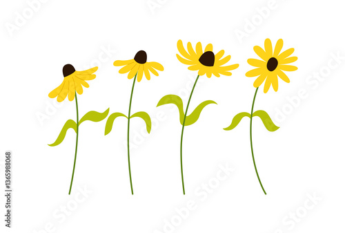 Black eyed susans flowers on isolated background. Vector flat botanical illustration
