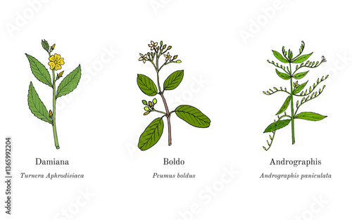 Collection of edible and medicinal plants. Hand drawn botanical vector illustration