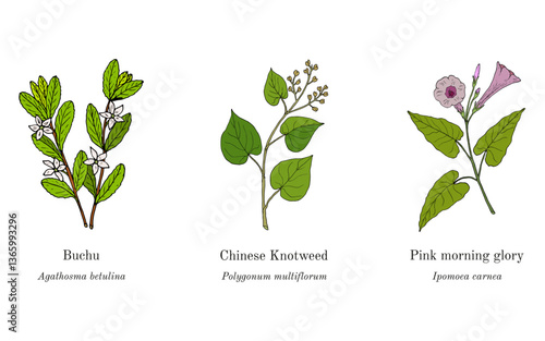 Collection of edible and medicinal plants