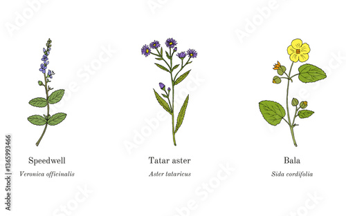 Collection of edible and medicinal plants