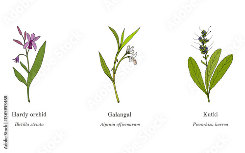 Collection of edible and medicinal plants
