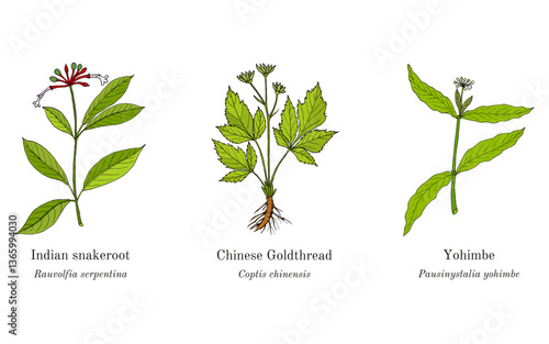 Collection of edible and medicinal plants