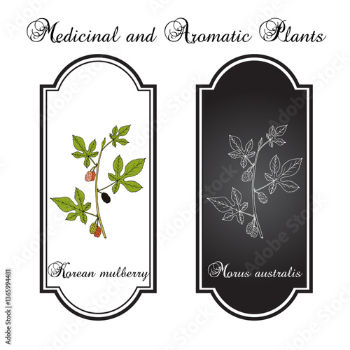 Korean or Chinese mulberry (Morus australis), edible and medicinal plant. Hand drawn vector illustration