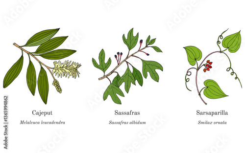 Collection of edible and medicinal plants. Hand drawn botanical vector illustration