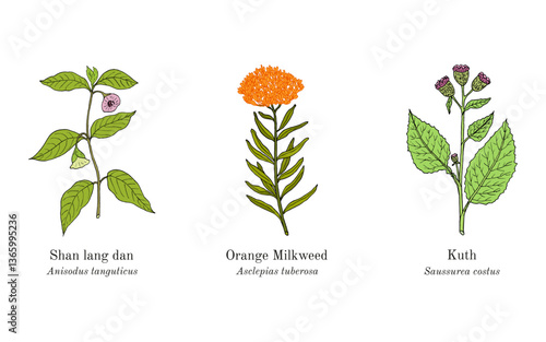 Collection of edible and medicinal plants. Hand drawn botanical vector illustration