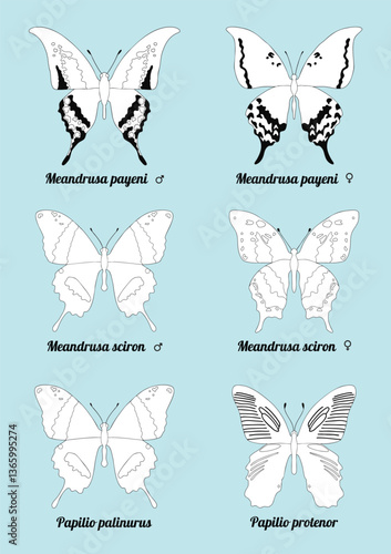 Black and white butterfly species comparison featuring Meandrusa and Papilio. Includes male and female variations, perfect for coloring or educational use. (EPS.)
