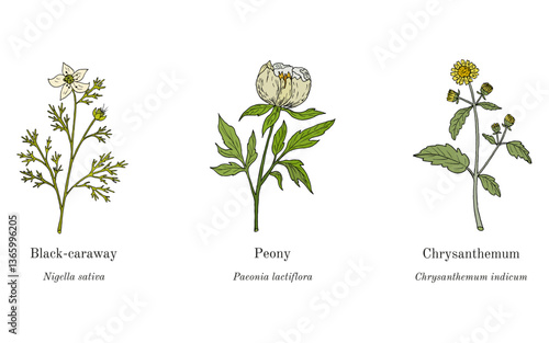Collection of edible and medicinal plants. Hand drawn botanical vector illustration