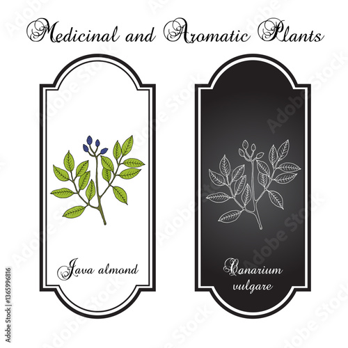 Java Almond, Canarium vulgare, edible and medicinal plant. Hand drawn botanical vector illustration
