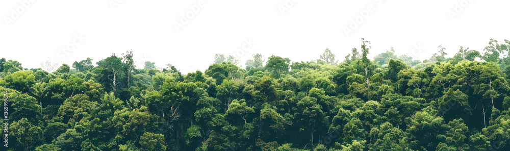 Obraz premium PNG Amazon forest landscape nature scenery natural.