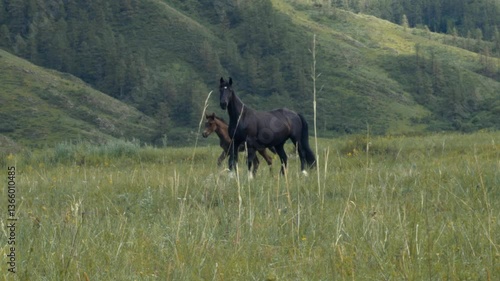 A running herd of brown and black horses in the meadows in the mountains. A black mare with a foal look at the camera and run away, a herd of horses runs after them into the mountains.