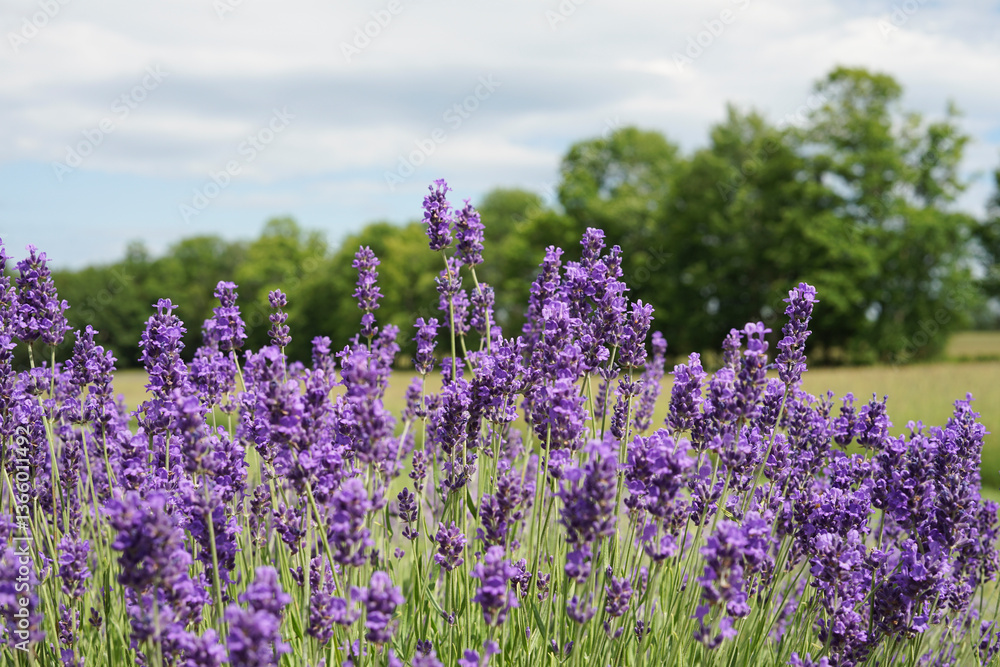 Obraz premium Lavender field in bloom, purple flowers