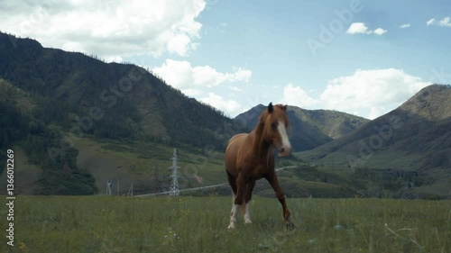 A beautiful brown stallion gallops with his herd against the backdrop of mountains. Wild horses in nature, free grazing. Ecological livestock and horse breeding concept