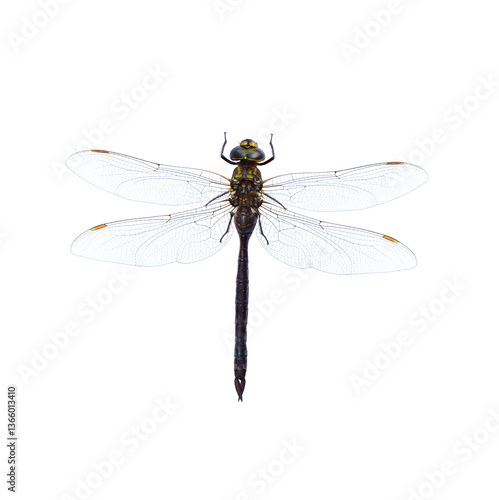 Canada Darner, Aeshna canadensis dragonfly insect isolated cutout on transparent