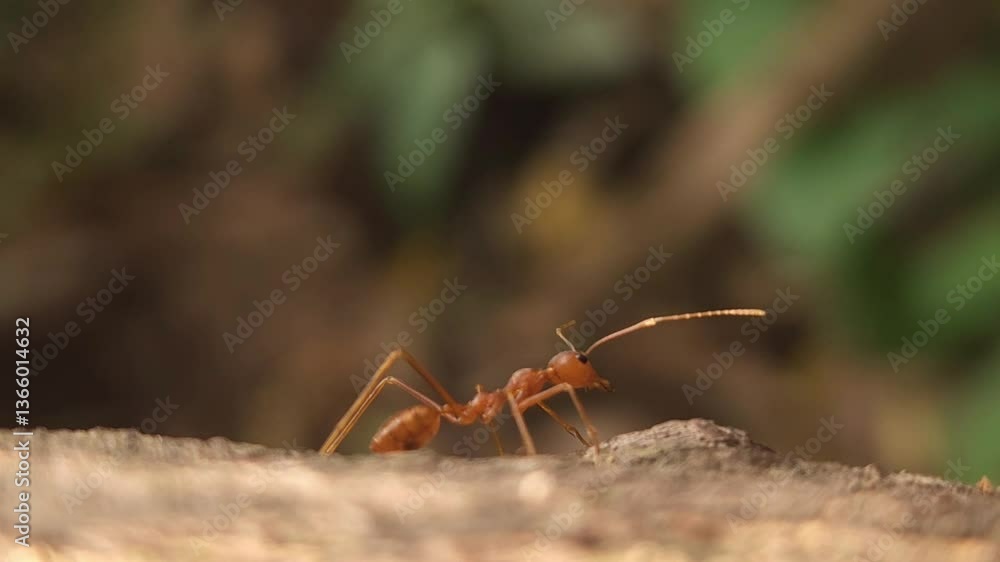 Beautiful Indian Red Weaver Ant in a natural setting, Cinematic nature close-up, going about their lives among trees, creating a vibrant world of small busy creatures. Beautiful Indian Red Weaver Ant in a natural setting, Cinematic nature close-up, going about their lives among trees, creating a vibrant world of small busy creatures.