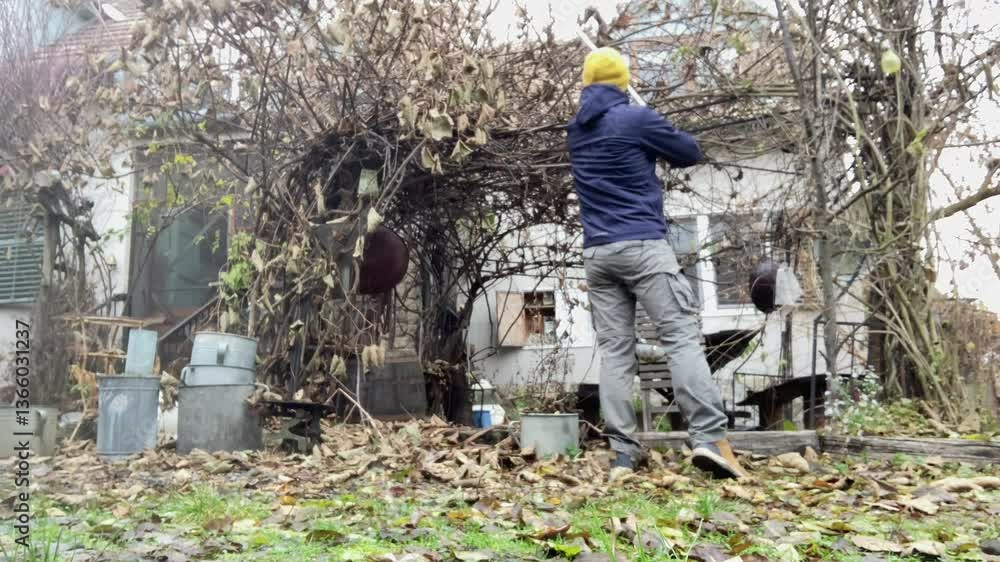 Cutting the remaining fruit from the tree in winter. Europe.