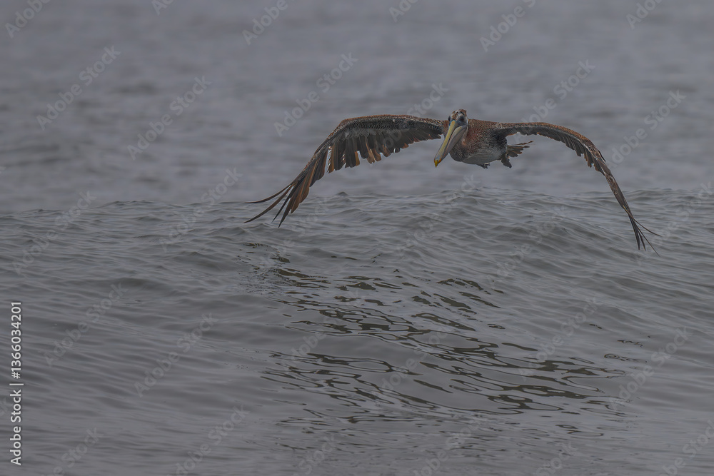 Brown Pelican (Pelecanus occidentalis) at Rialto Beach