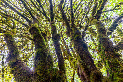 Obraz na płótnie Tree at the Marymere Falls in the Olympic National Park, WA w salonie