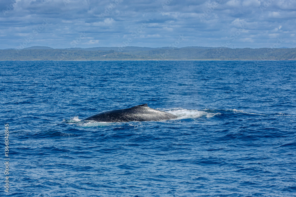 Ballena yubarta o Jorobada, Itacaré, Brasil Ballena yubarta o Jorobada, Itacaré, Brasil