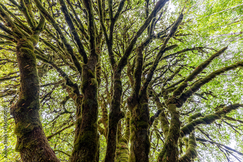 Obraz na płótnie Tree at the Marymere Falls in the Olympic National Park, WA w salonie