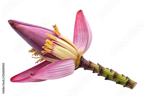 Banana Flower Close-up