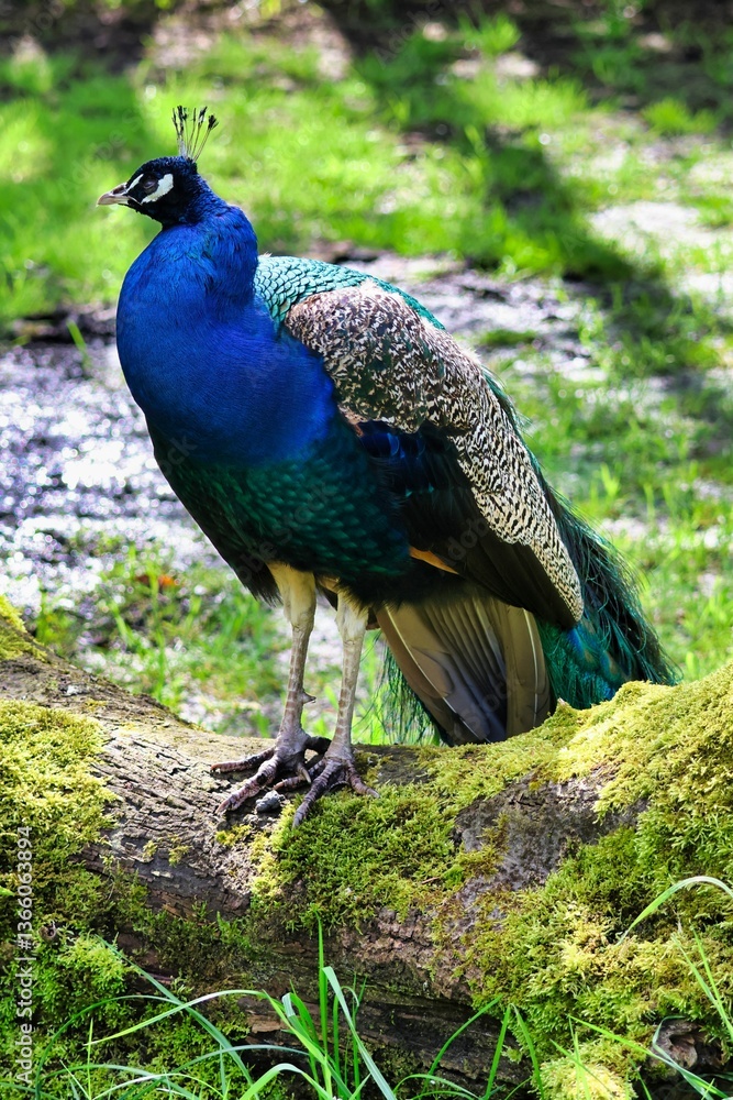Vibrant peacock standing on a moss-covered log in a sunlit forest setting Vibrant peacock standing on a moss-covered log in a sunlit forest setting